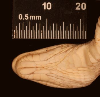 Media type: image;   Herpetology R-29134